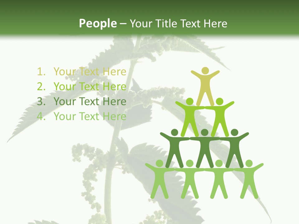 Fresh And Green Nettle Isolated On White Background - Series Herb PowerPoint Template