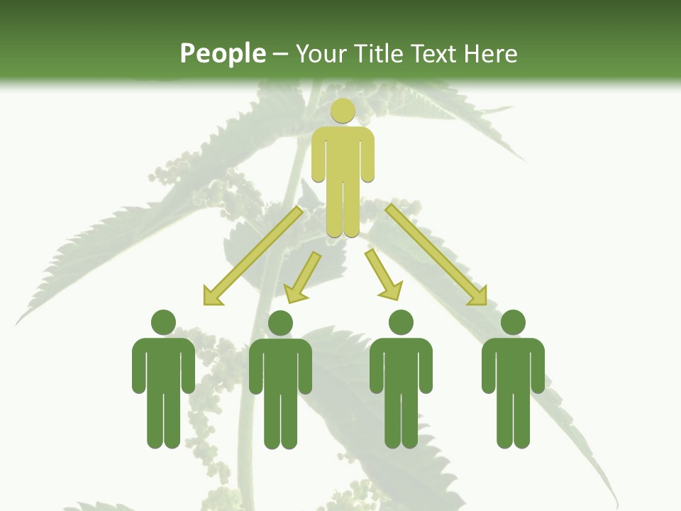 Fresh And Green Nettle Isolated On White Background - Series Herb PowerPoint Template