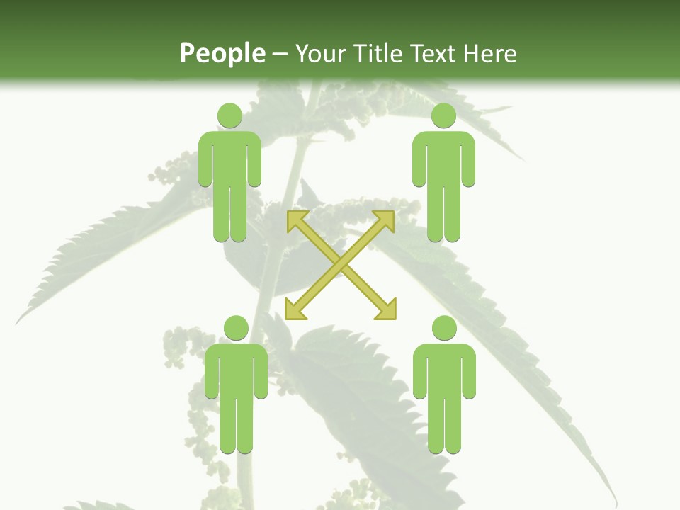 Fresh And Green Nettle Isolated On White Background - Series Herb PowerPoint Template