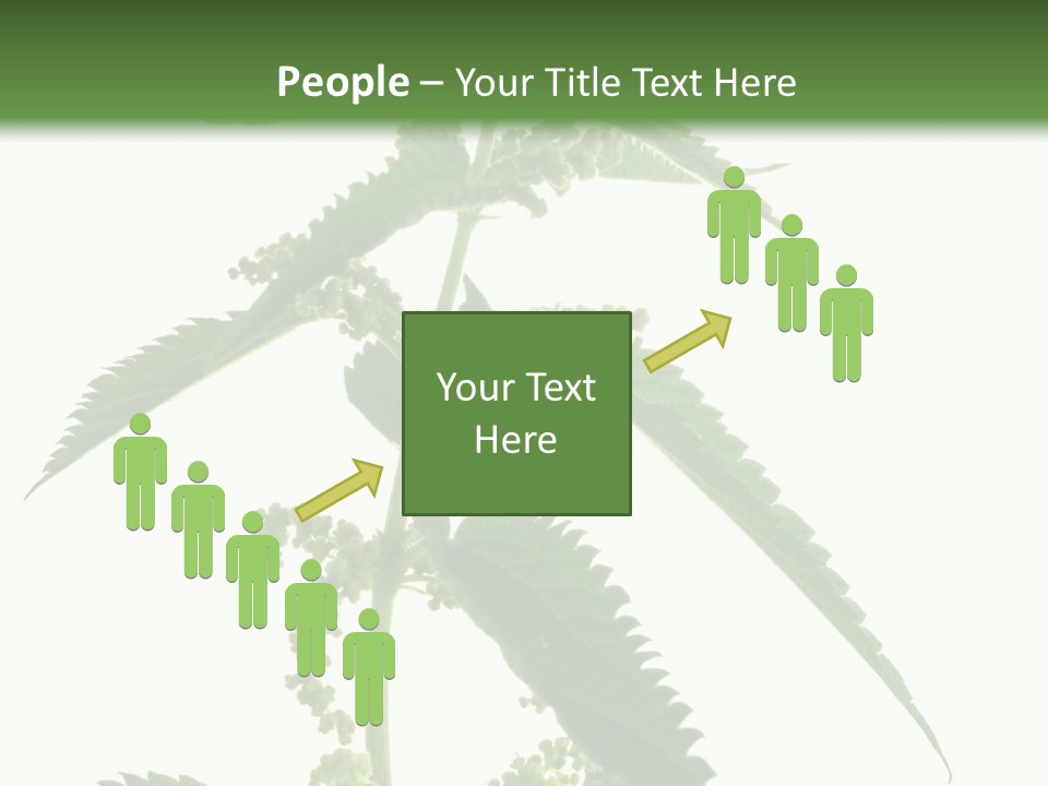 Fresh And Green Nettle Isolated On White Background - Series Herb PowerPoint Template