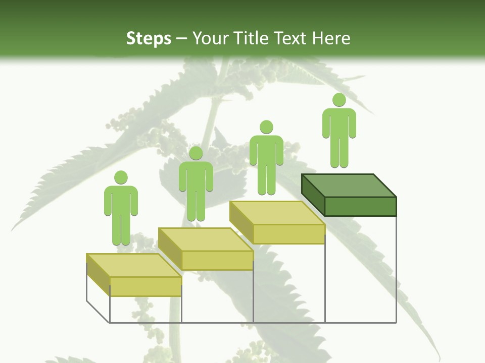 Fresh And Green Nettle Isolated On White Background - Series Herb PowerPoint Template