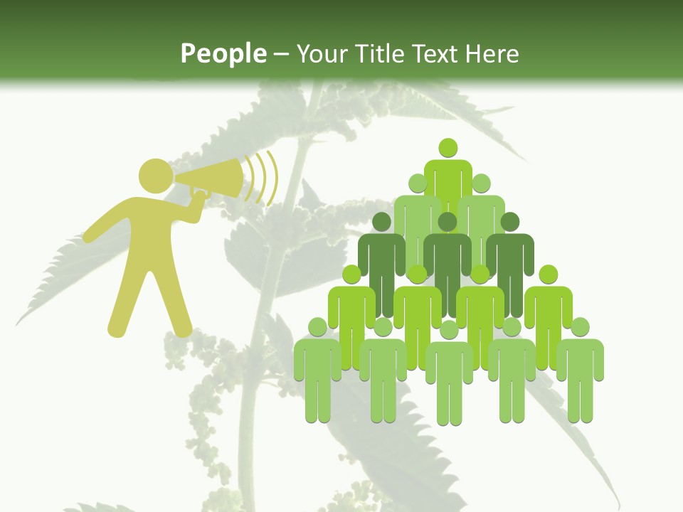 Fresh And Green Nettle Isolated On White Background - Series Herb PowerPoint Template