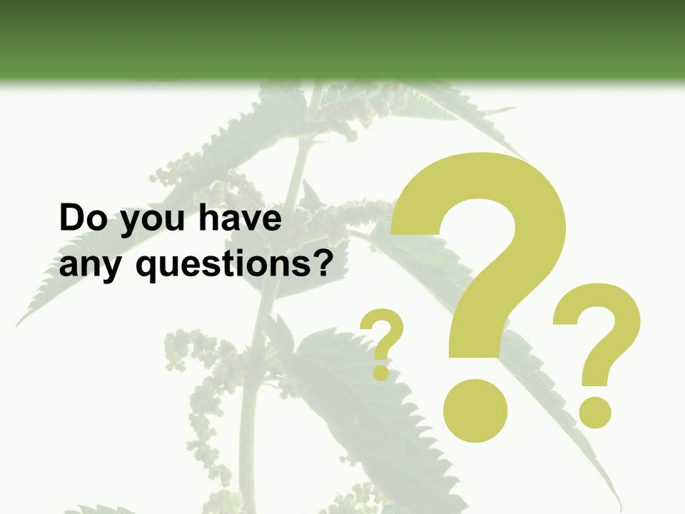 Fresh And Green Nettle Isolated On White Background - Series Herb PowerPoint Template