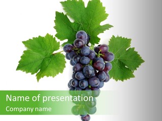 Blue Grape Cluster With Leaves PowerPoint Template