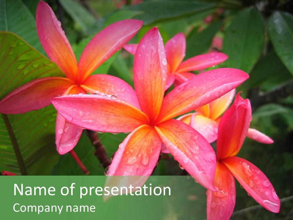 Plumeria Burst PowerPoint Template