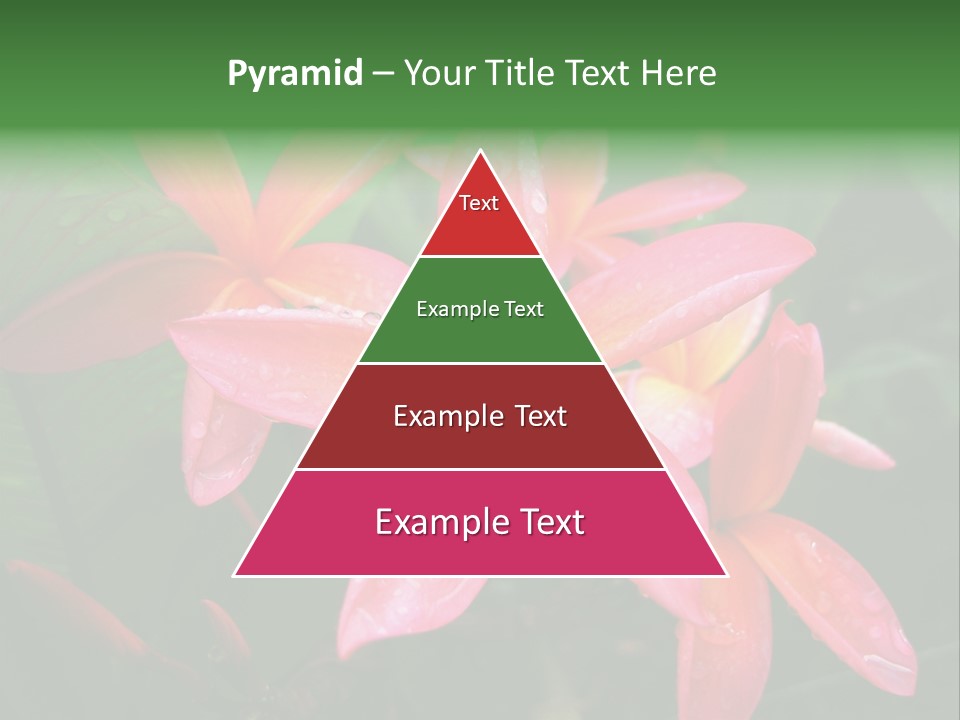 Plumeria Burst PowerPoint Template