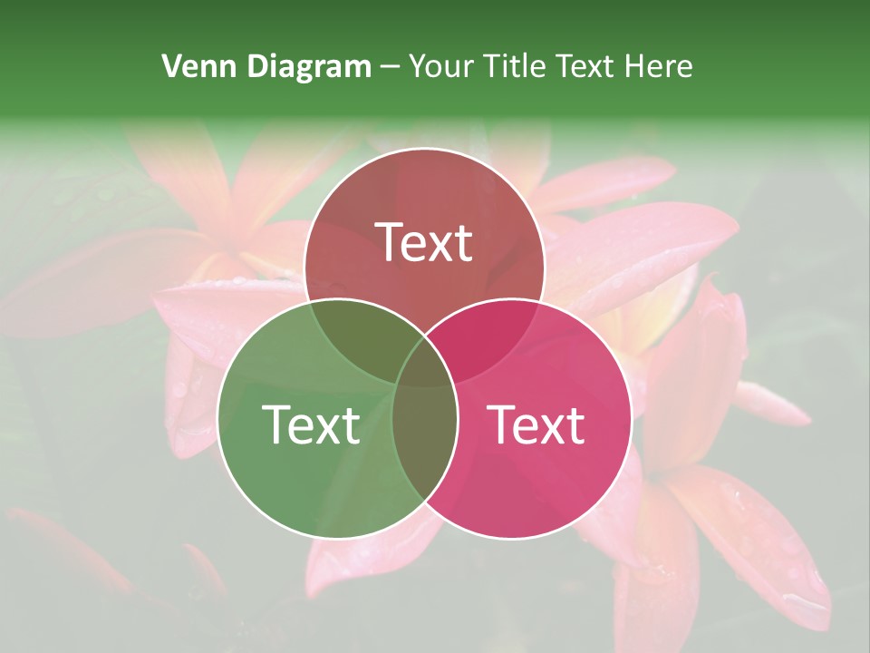 Plumeria Burst PowerPoint Template