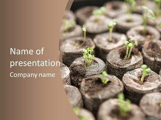 Seedlings Beginning To Grow In A Propagator - Shallow Dof PowerPoint Template