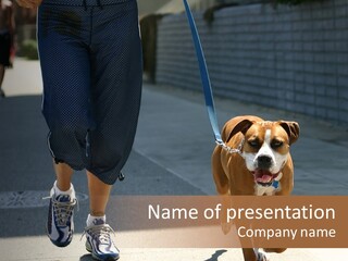 A Person Walking A Brown And White Dog On A Leash PowerPoint Template