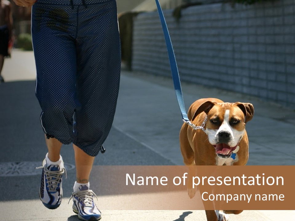 A Person Walking A Brown And White Dog On A Leash PowerPoint Template