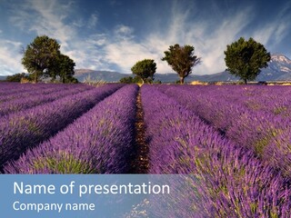Lavender Field In The Region Of Provence, Southern France PowerPoint Template