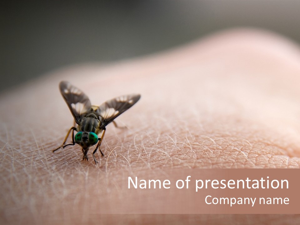 Big Nasty Fly Biting In Human Skin PowerPoint Template