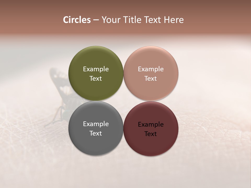 Big Nasty Fly Biting In Human Skin PowerPoint Template