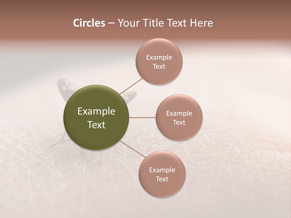 Big Nasty Fly Biting In Human Skin PowerPoint Template