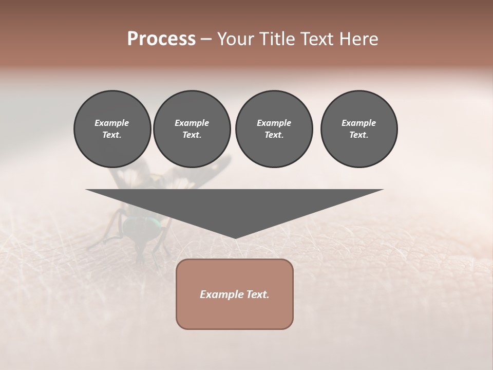 Big Nasty Fly Biting In Human Skin PowerPoint Template