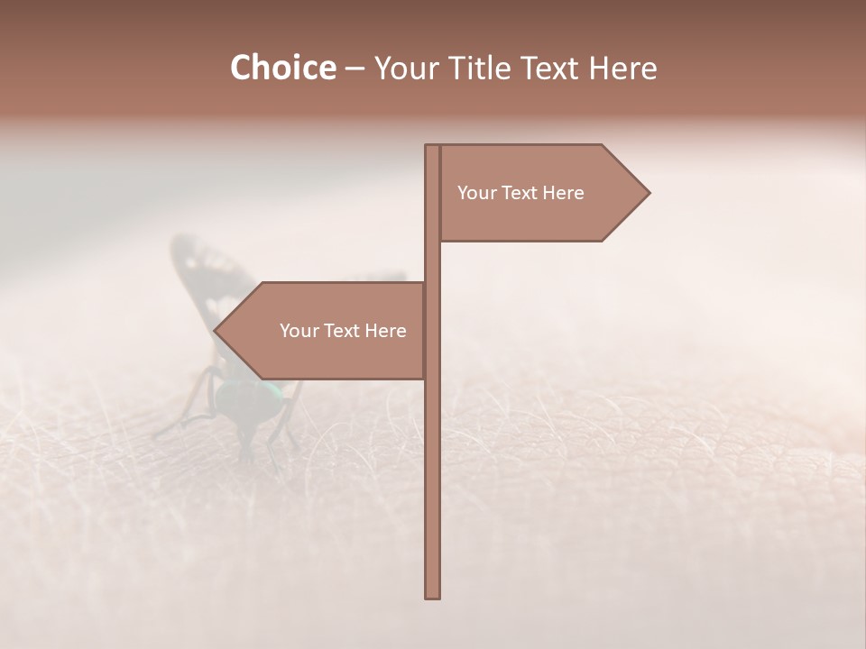 Big Nasty Fly Biting In Human Skin PowerPoint Template