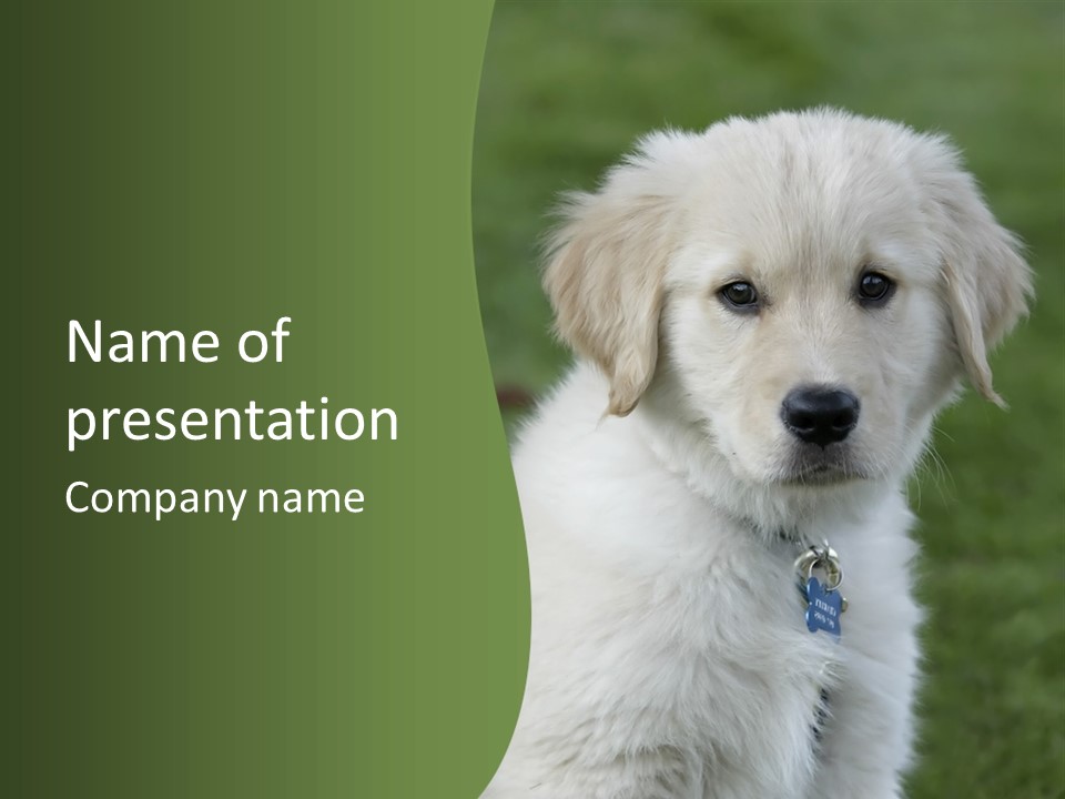 Golden Retriever Puppy PowerPoint Template