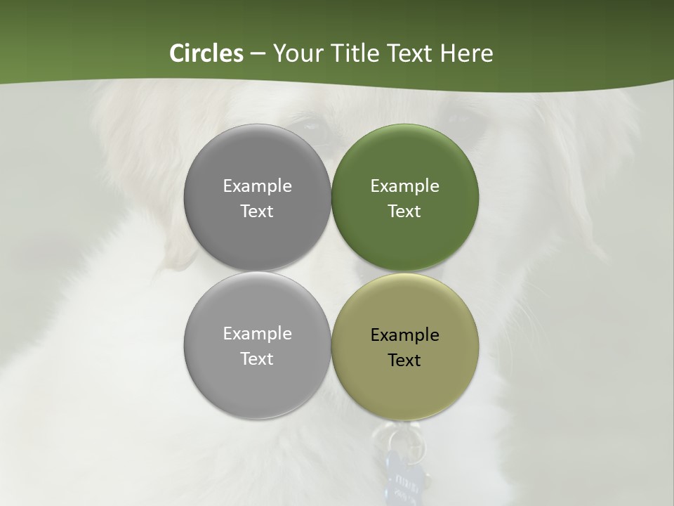 Golden Retriever Puppy PowerPoint Template