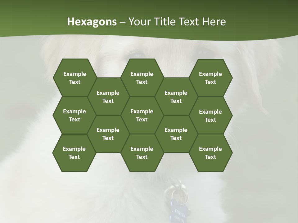 Golden Retriever Puppy PowerPoint Template