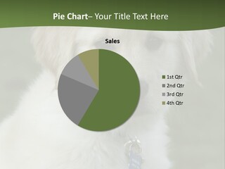 Golden Retriever Puppy PowerPoint Template