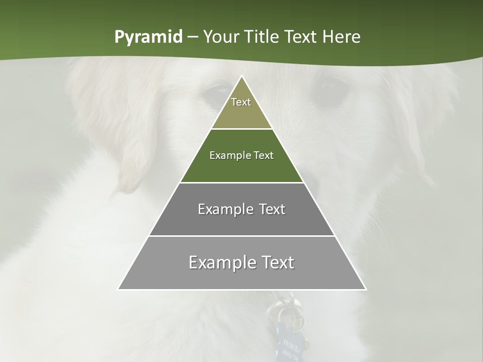 Golden Retriever Puppy PowerPoint Template