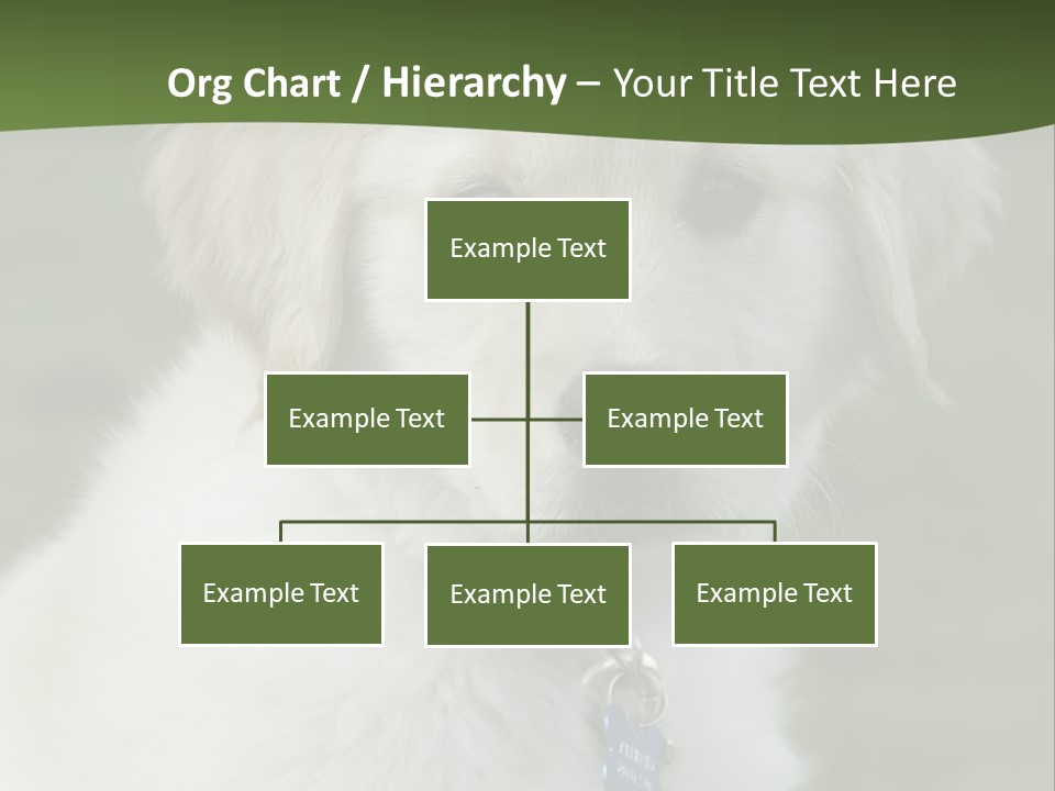 Golden Retriever Puppy PowerPoint Template