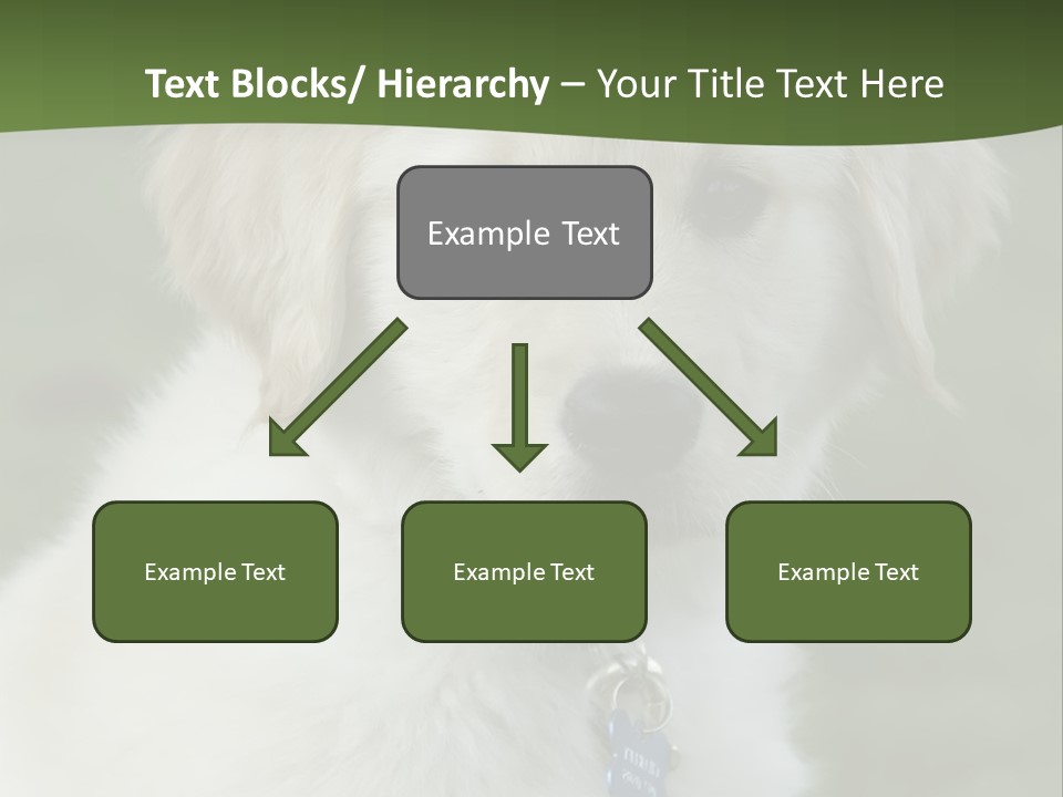 Golden Retriever Puppy PowerPoint Template