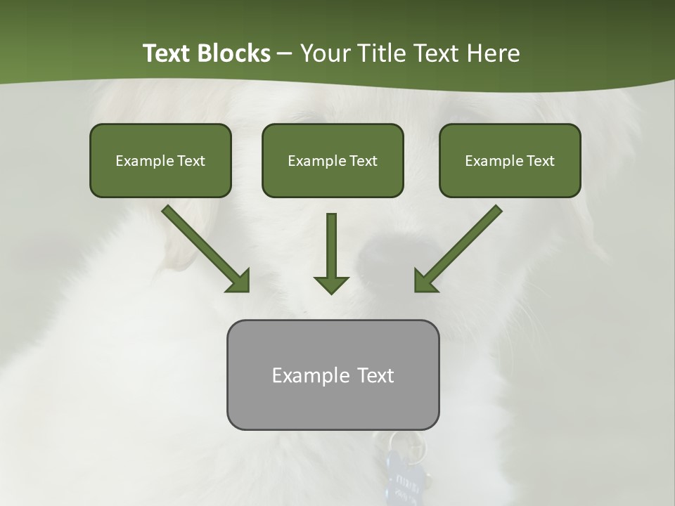 Golden Retriever Puppy PowerPoint Template