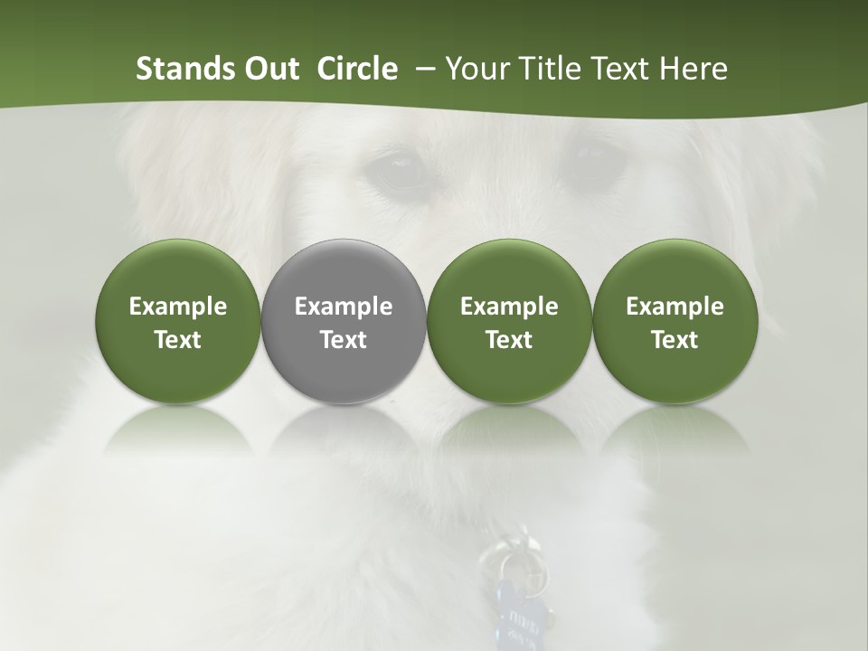 Golden Retriever Puppy PowerPoint Template