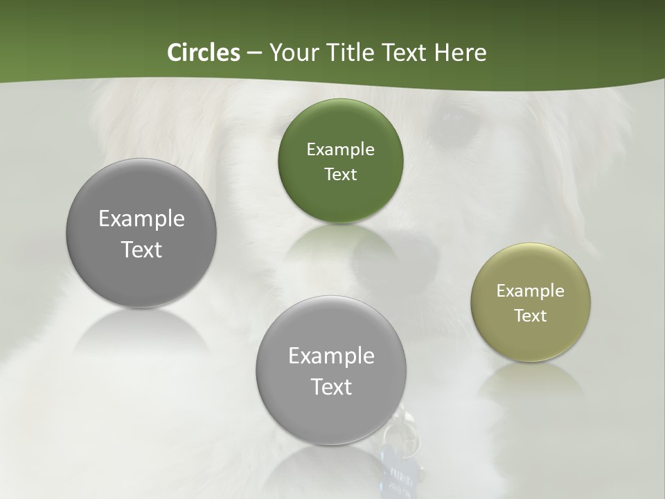 Golden Retriever Puppy PowerPoint Template