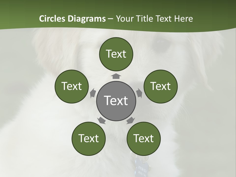 Golden Retriever Puppy PowerPoint Template