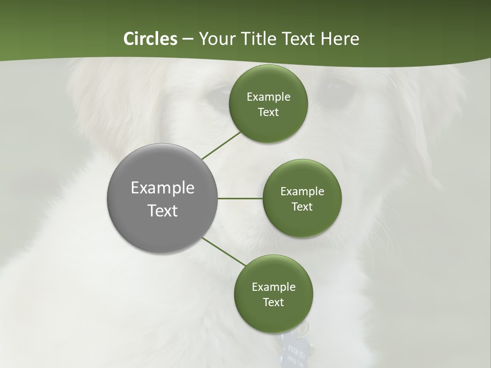 Golden Retriever Puppy PowerPoint Template