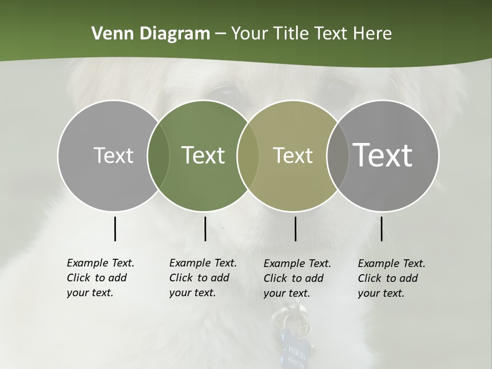 Golden Retriever Puppy PowerPoint Template