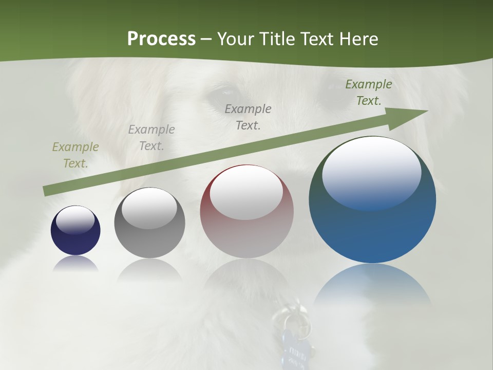 Golden Retriever Puppy PowerPoint Template