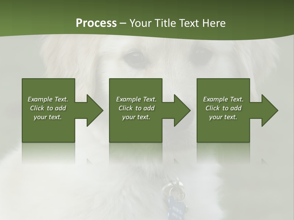 Golden Retriever Puppy PowerPoint Template