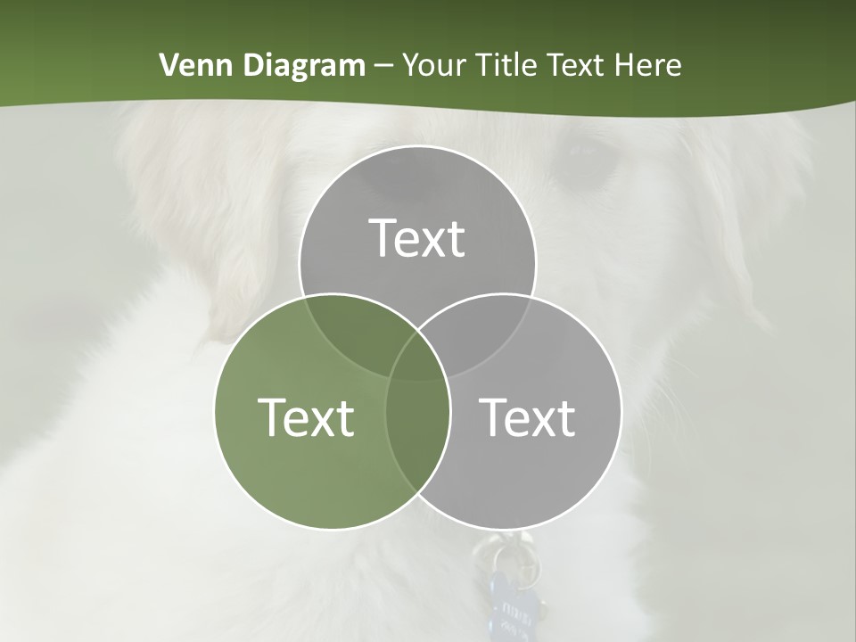 Golden Retriever Puppy PowerPoint Template