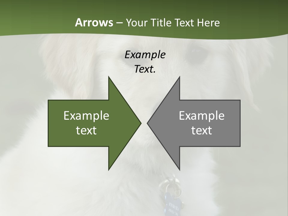 Golden Retriever Puppy PowerPoint Template