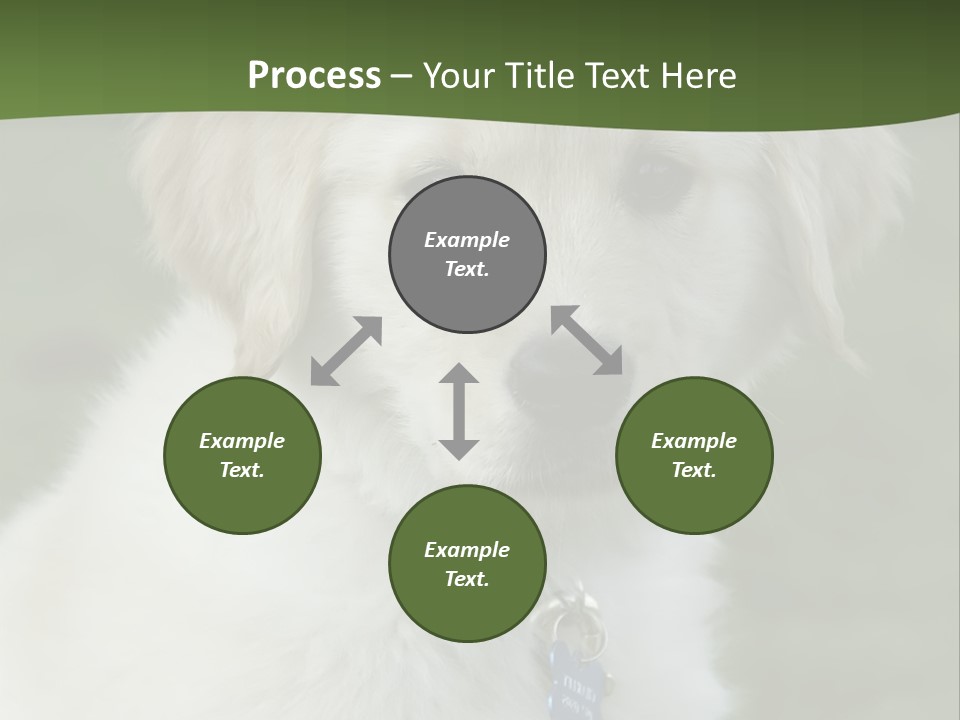 Golden Retriever Puppy PowerPoint Template