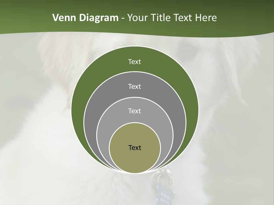 Golden Retriever Puppy PowerPoint Template