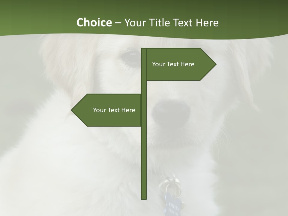 Golden Retriever Puppy PowerPoint Template