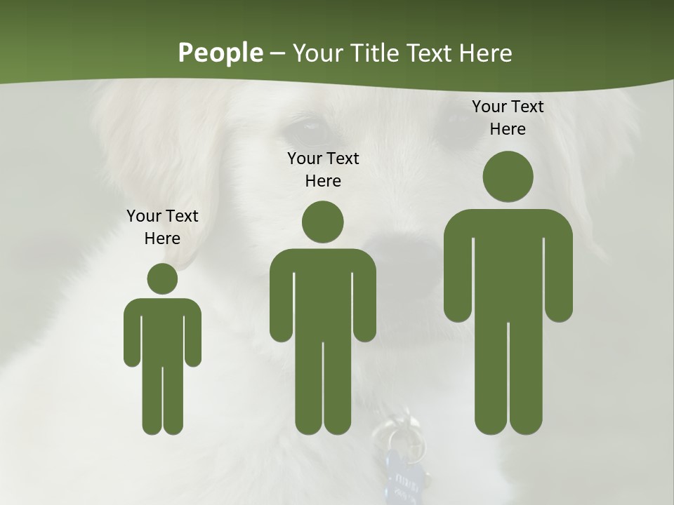 Golden Retriever Puppy PowerPoint Template