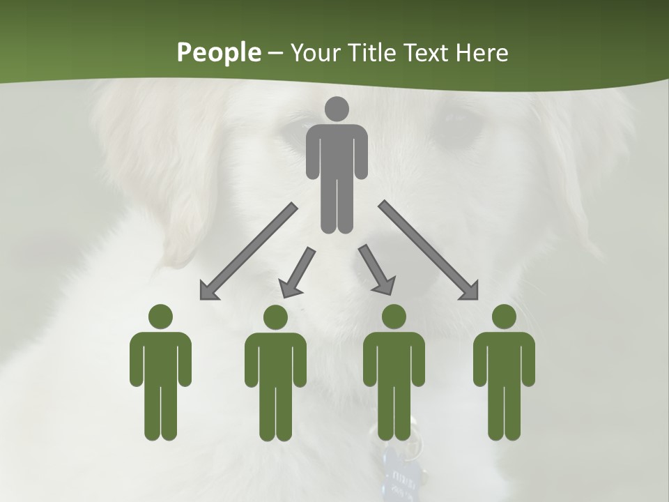 Golden Retriever Puppy PowerPoint Template