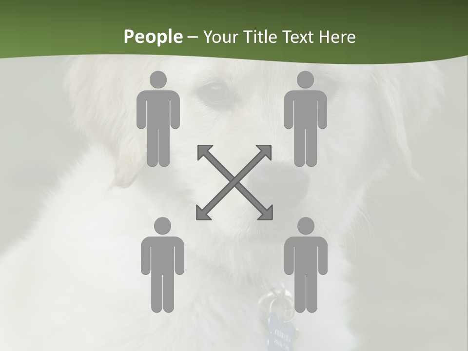 Golden Retriever Puppy PowerPoint Template