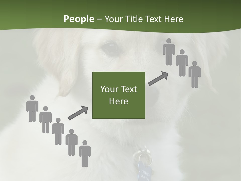 Golden Retriever Puppy PowerPoint Template