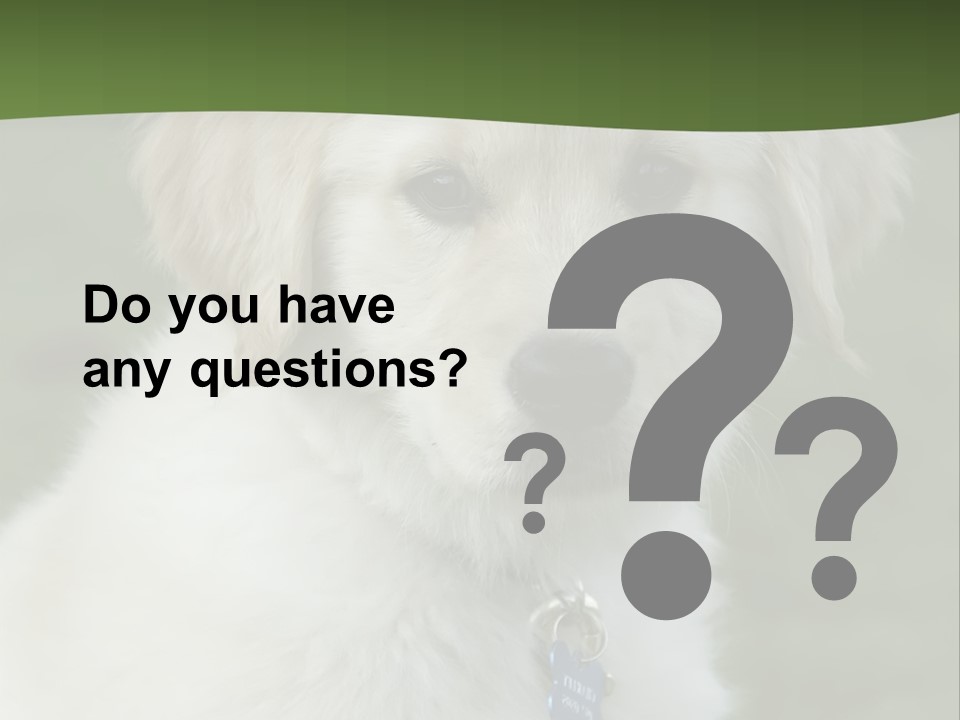 Golden Retriever Puppy PowerPoint Template