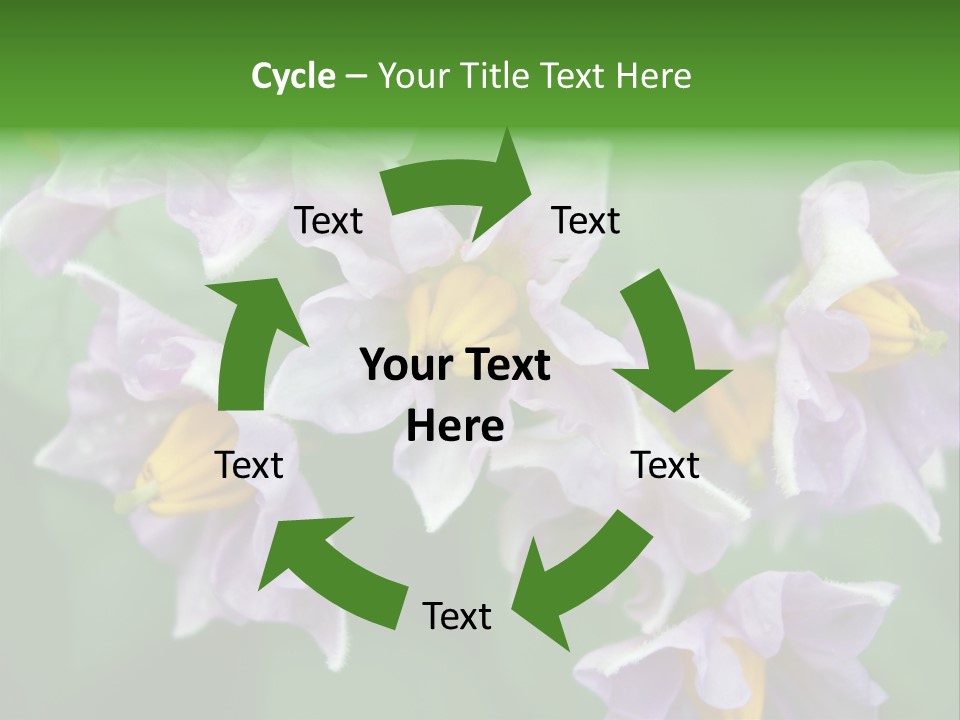 Flower From Yukon Gold Potato PowerPoint Template