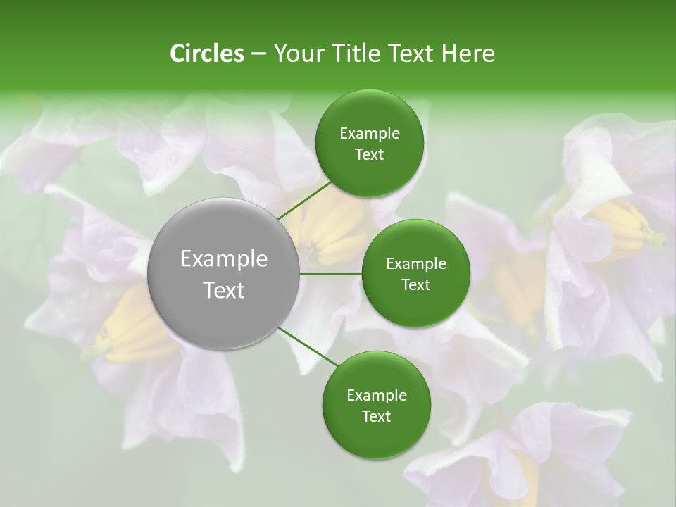 Flower From Yukon Gold Potato PowerPoint Template