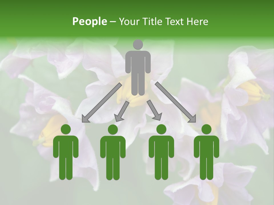 Flower From Yukon Gold Potato PowerPoint Template