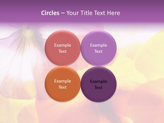 A Group Of Colorful Flowers Powerpoint Template PowerPoint Template