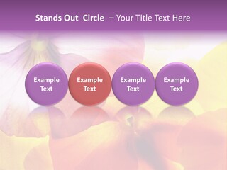 A Group Of Colorful Flowers Powerpoint Template PowerPoint Template